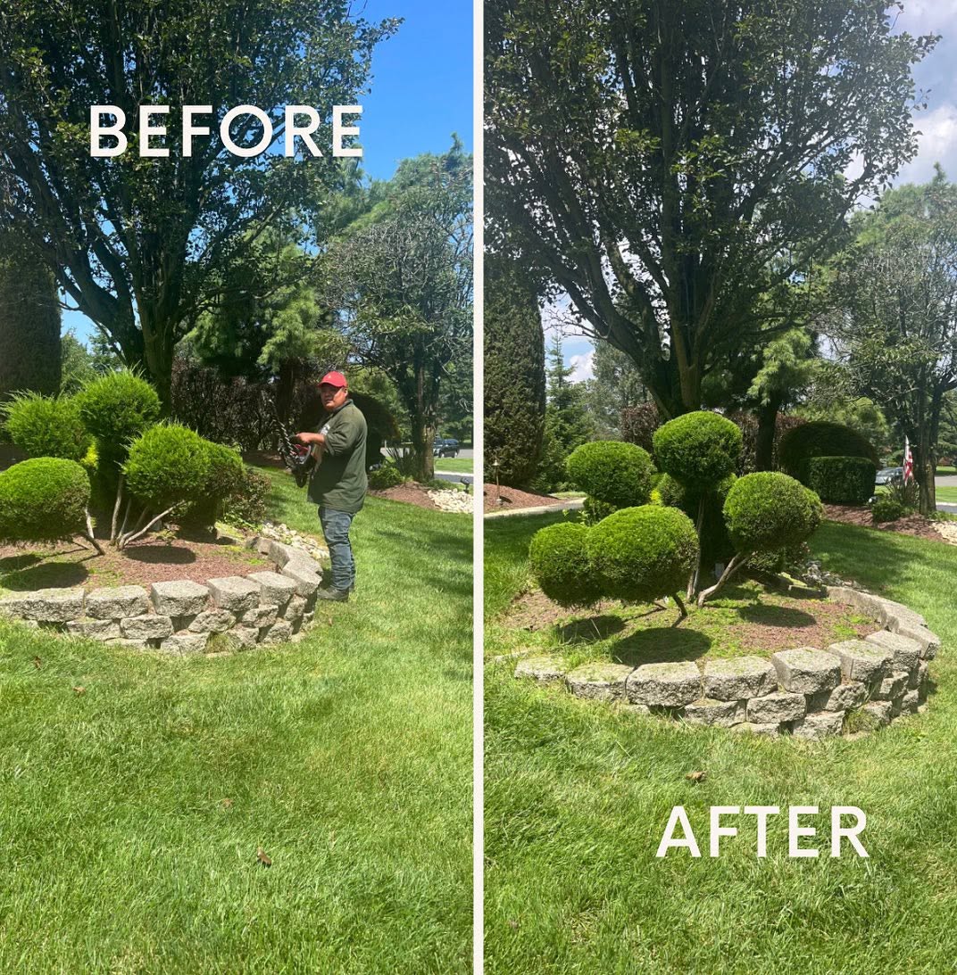 Before and after topiary cloud shrub pruning and stone bed border